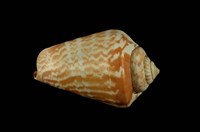 藏品(紅嬌鳳凰螺)的圖片